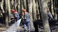 pompiers - bois